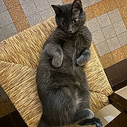 Téquila participe au concours pour gagner de l'argent avec cette photo : animal, cat, chair, cozy, curious, cute, domestic, feline, floor_tiles, fur, gray_cat, indoor, lying_down, paws, pet, relaxed, resting, whiskers, wide_eyes, woven_chair