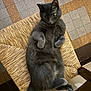 animal, cat, chair, cozy, curious, cute, domestic, feline, floor_tiles, fur, gray_cat, indoor, lying_down, paws, pet, relaxed, resting, whiskers, wide_eyes, woven_chair