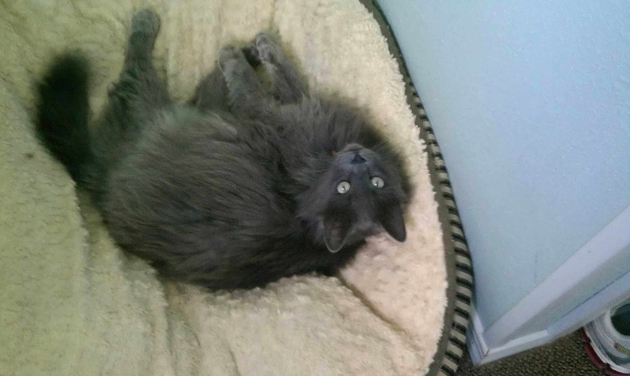 Dusty