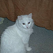 Peanut is registered to the contest to win money with this photo: