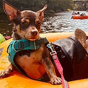 Scout is registered to the contest to win money with this photo: dog, small_dog, harness, leash, inflatable_raft, river, water, outdoor, nature, trees, people, floating, summer, relaxing, pet, animal, canine, daytime, adventure, vacation