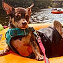 dog, small_dog, harness, leash, inflatable_raft, river, water, outdoor, nature, trees, people, floating, summer, relaxing, pet, animal, canine, daytime, adventure, vacation