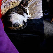 Bandit is registered to the contest to win money with this photo: cat, tabby_cat, white_fur, pillow, couch, blanket, plaid_pillow, lamp, living_room, carpet, tail, paw, upholstery, relaxed, sleeping, pet, cozy, indoor, chubby_cat, sofa