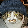 Bandit is registered to the contest to win money with this photo: cat, feline, pet, beanie_hat, hat, portrait, close_up, yellow_eyes, whiskers, tabby, white_fur, domestic_cat, indoor, sitting, paws, nose, flash, grumpy_expression, striped_fur, cozy