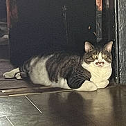 Bandit joined the competition — help win amazing prizes! alert, cat, dark_background, doorway, ears, feline, floor, green_eyes, home, indoors, lying_down, pet, photograph, portrait, reflection, relaxed, tabby_cat, tile_floor, whiskers, white_chest