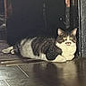 alert, cat, dark_background, doorway, ears, feline, floor, green_eyes, home, indoors, lying_down, pet, photograph, portrait, reflection, relaxed, tabby_cat, tile_floor, whiskers, white_chest