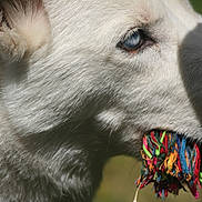 Maya is registered to the contest to win money with this photo: dog, white_dog, close_up, blue_eyes, rope_toy, animal, pet, fur, outdoor, playful, mouth, snout, ear, daylight, nature, portrait, canine, animal_toy, colorful, texture