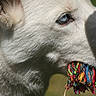 dog, white_dog, close_up, blue_eyes, rope_toy, animal, pet, fur, outdoor, playful, mouth, snout, ear, daylight, nature, portrait, canine, animal_toy, colorful, texture