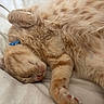 animal, blanket, cat, closeup, collar, cozy, cute, domestic_animal, feline, fur, indoor, nap, orange_tabby, paws, pet, relaxed, resting, sleeping, soft, whiskers