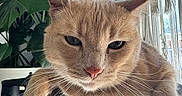 Nugget is registered to the contest to win money with this photo: bell, cat, closeup, collar, curious, ears, face, furniture, ginger_cat, home, indoor, macrame, natural_light, paws, perch, pet, plants, relaxed, whiskers, window