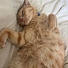 animal, bed, cat, closeup, cozy, cute, domestic_cat, feline, fluffy, fur, indoor, orange_tabby, paw, pet, relaxed, resting, sleeping, soft, whiskers, white_bedspread