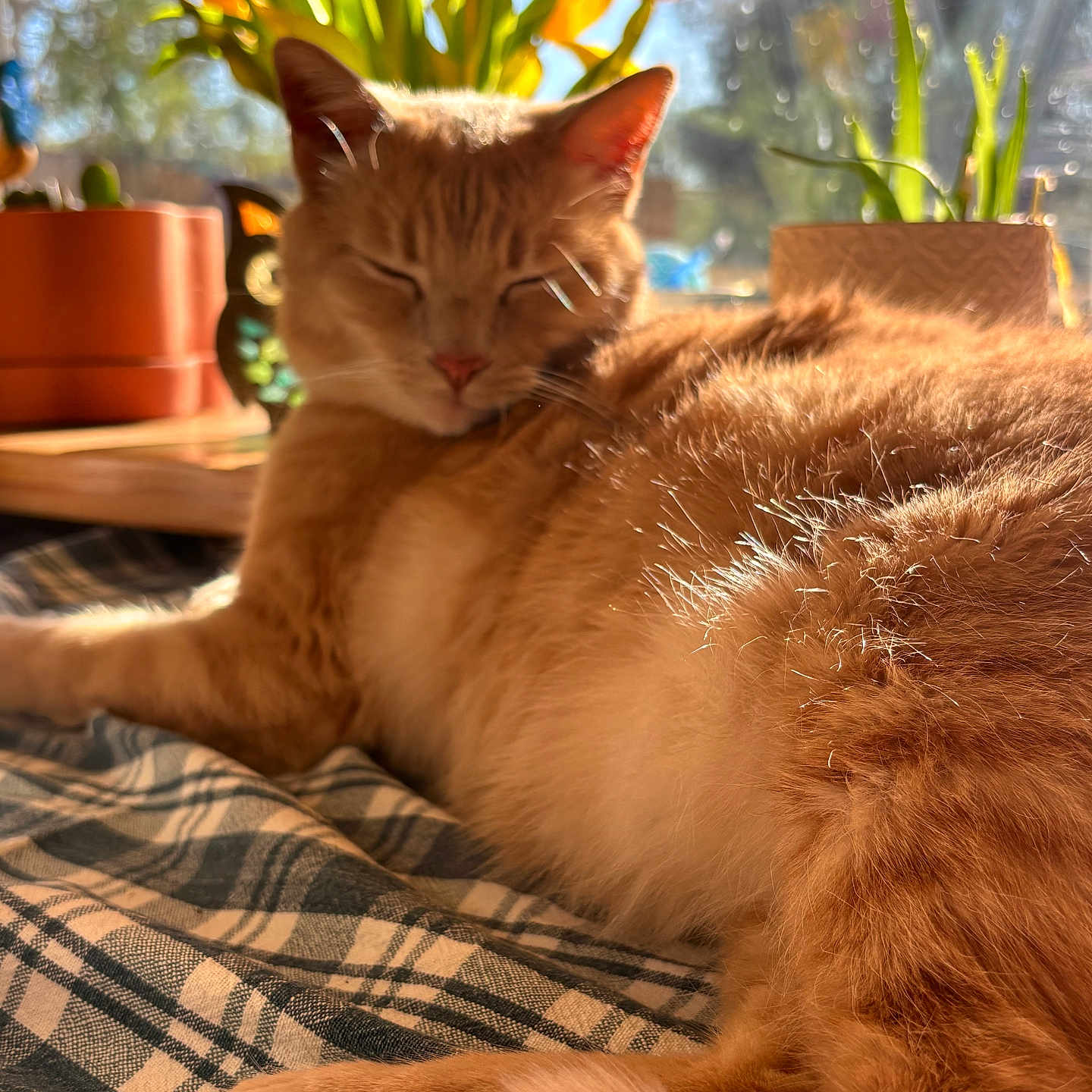 Nugget
