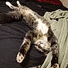 Milo joined the competition — help win amazing prizes! animal, bed, bedroom, belly, blanket, cat, cozy, funny, fur, indoor, lying_down, paws, pet, pillows, pink_nose, relaxed, stretched, tabby, upside_down, whiskers
