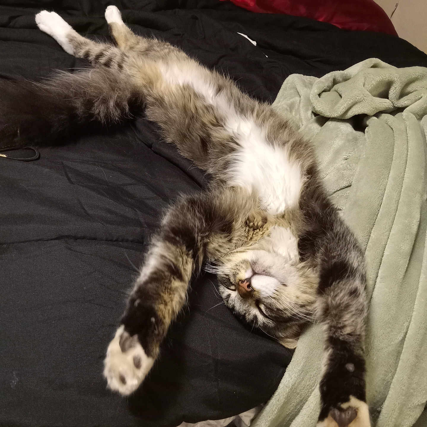 Milo