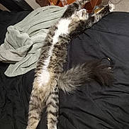 Milo joined the competition — help win amazing prizes! bed, bedroom, black_bedding, blanket, cables, cat, fluffy, furry, indoors, lying_down, playful, portrait, relaxed, sleeping, stretched_out, tabby, upside_down, water_bottle, white_paws, wooden_dresser