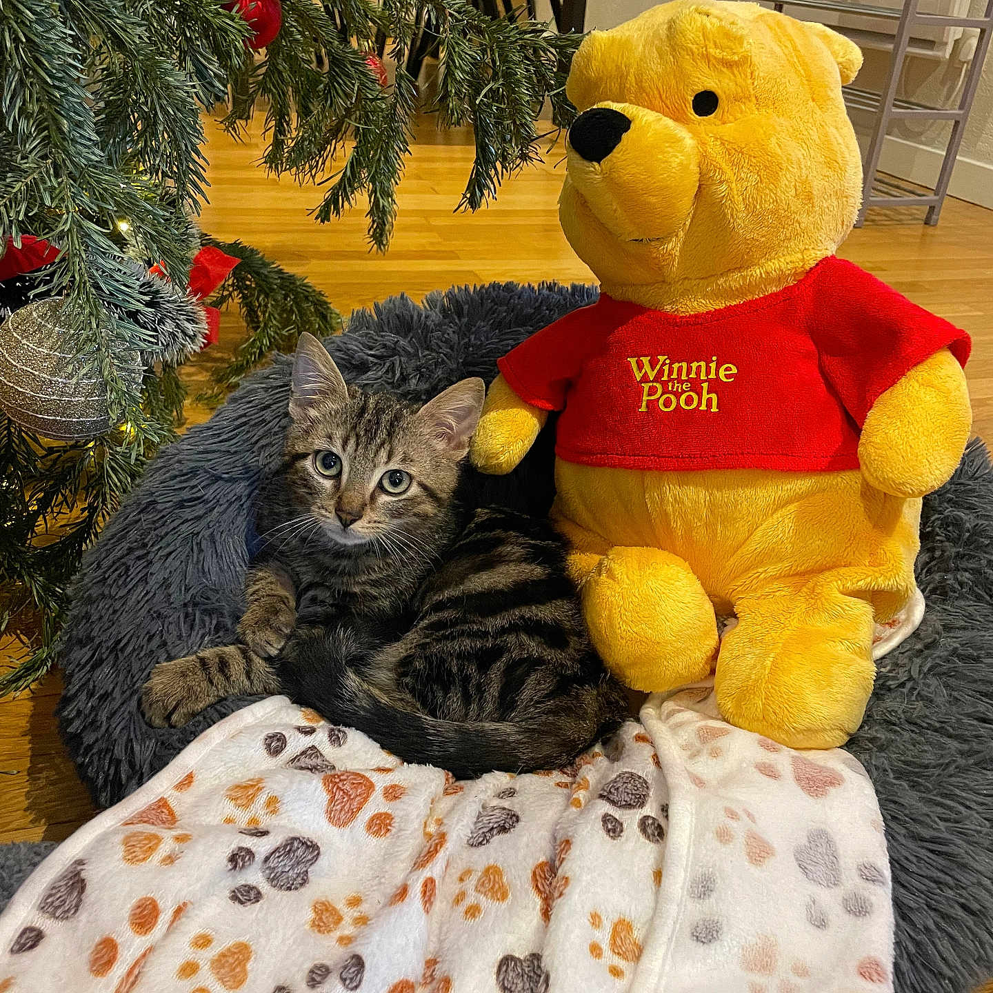 Winnie a rejoint le concours — aidez-le/la à gagner de superbes lots ! animal, blanket, christmas_tree, cozy, decor, floor, fur, holiday, indoor, kitten, ornament, paw_prints, pet_bed, plush, relaxed, stuffed_toy, tabby_cat, toy, winnie_the_pooh, wooden_floor