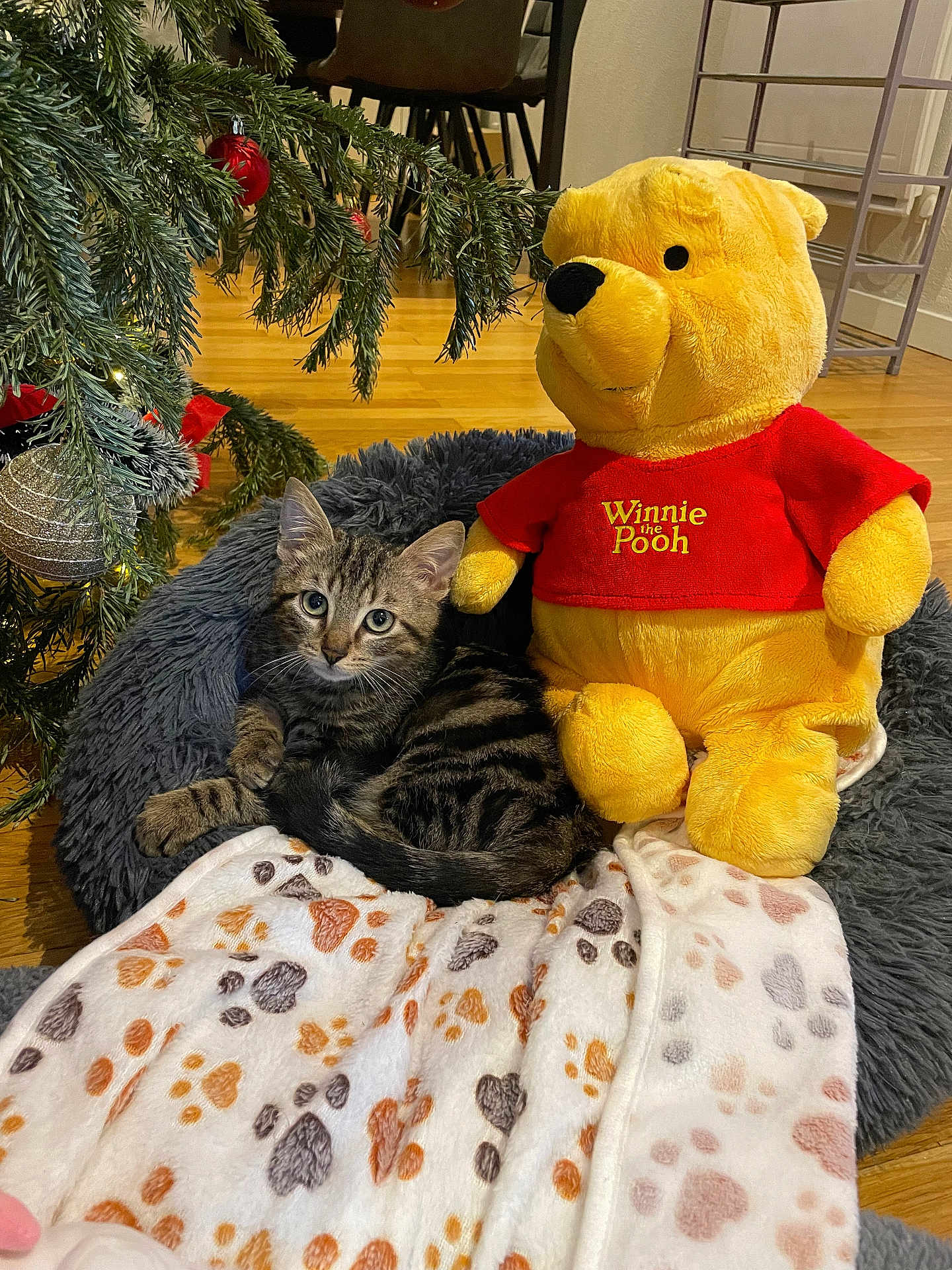 Winnie a rejoint le concours — aidez-le/la à gagner de superbes lots ! kitten, tabby_cat, stuffed_toy, winnie_the_pooh, plush, blanket, paw_prints, christmas_tree, ornament, indoor, floor, wooden_floor, fur, pet_bed, cozy, relaxed, toy, holiday, decor, animal