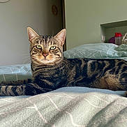 Winnie a rejoint le concours — aidez-le/la à gagner de superbes lots ! cat, tabby, pet, indoor, bed, bedding, striped, feline, animal, resting, fur, whiskers, ears, eyes, comfort, relaxation, home, domestic, sleepy, cute