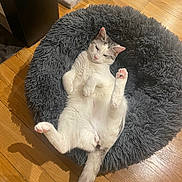 Uria participe au concours pour gagner de l'argent avec cette photo : cat, pet, fluffy_bed, relaxed, white_cat, gray_markings, wooden_floor, indoor, cute, paw, tail, feline, resting, cozy, animal, domestic_cat, sleepy, raised_paw, fur, home