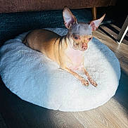 Mía Vega joined the competition — help win amazing prizes! dog, chihuahua, pet, small_dog, dog_bed, fluffy_bed, ears, sunlight, shadow, wooden_floor, indoor, cozy, resting, portrait, animal, fur, home_interior, relaxing, sitting, cute