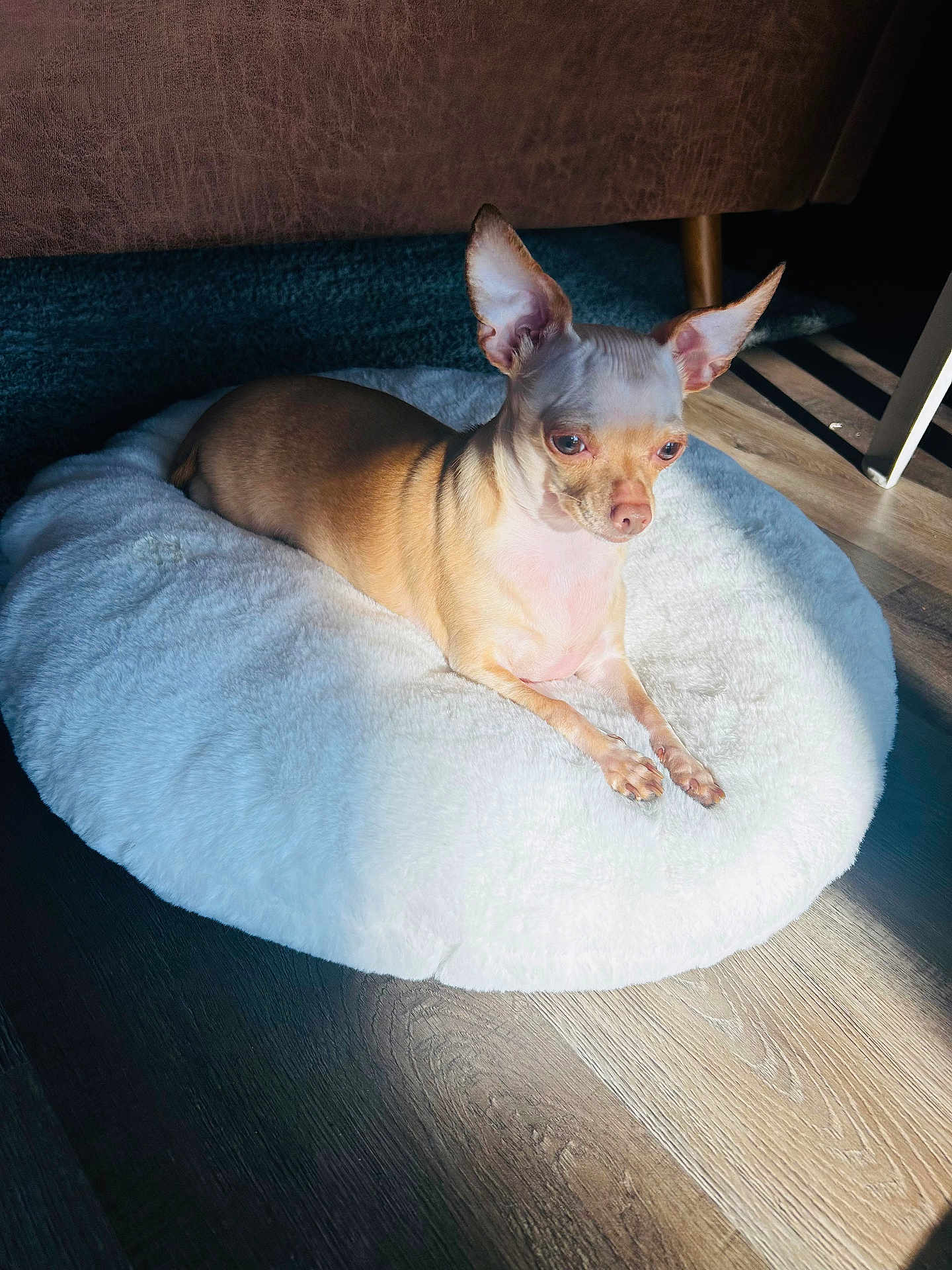 Mía Vega joined the competition — help win amazing prizes! dog, chihuahua, pet, small_dog, dog_bed, fluffy_bed, ears, sunlight, shadow, wooden_floor, indoor, cozy, resting, portrait, animal, fur, home_interior, relaxing, sitting, cute