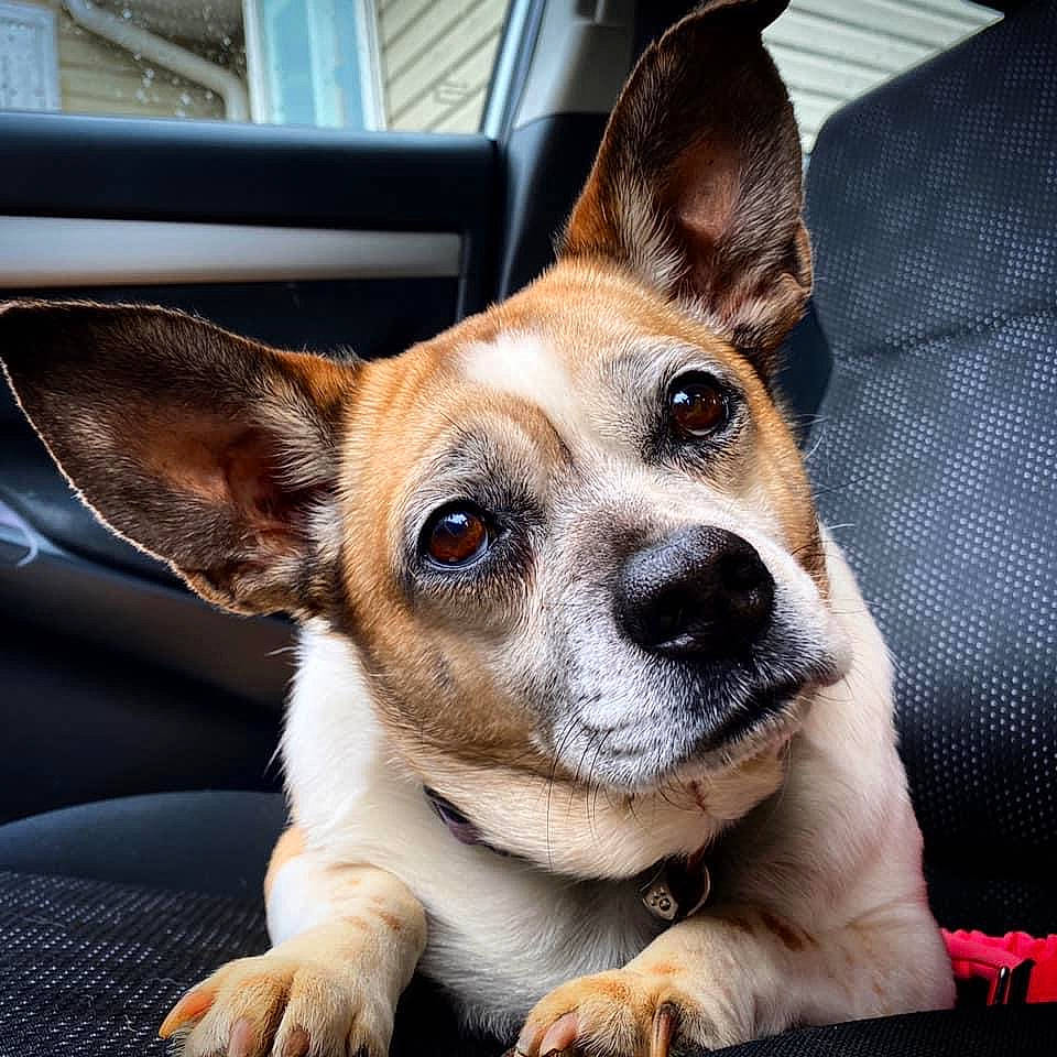 Dory joined the competition — help win amazing prizes! canidae, carnivore, collar, comfort, companion_dog, corgi_chihuahua, dog, dog_breed, ear, fawn, fur, non_sporting_group, paw, puppy, snout, sporting_group, toy_dog, whiskers, window, working_animal