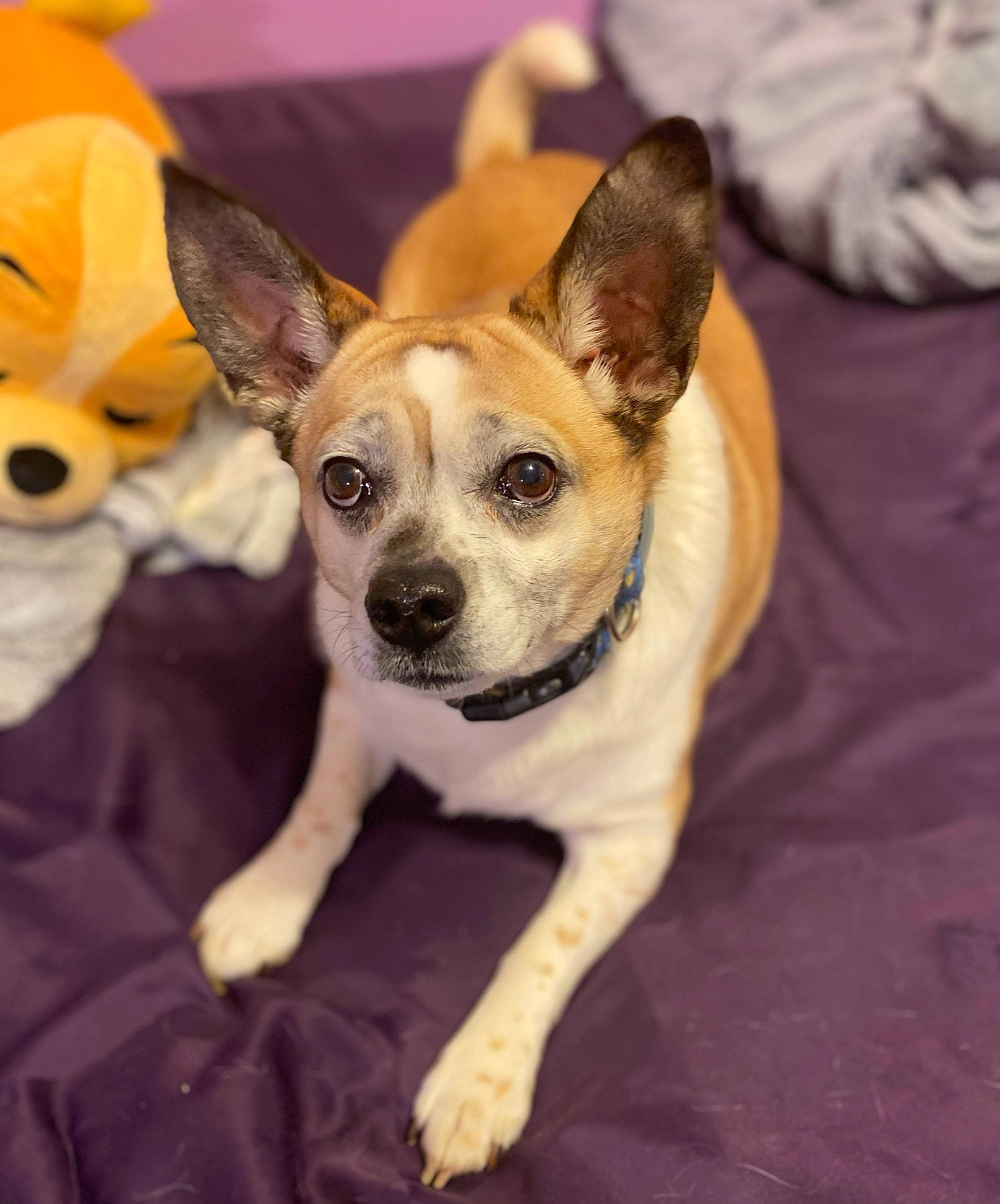Dory joined the competition — help win amazing prizes! canidae, carnivore, chihuahua, comfort, companion_dog, corgi_chihuahua, dog, dog_breed, dog_supply, ear, fawn, fur, paw, puppy, russkiy_toy, sitting, snout, sporting_group, toy_dog, whiskers