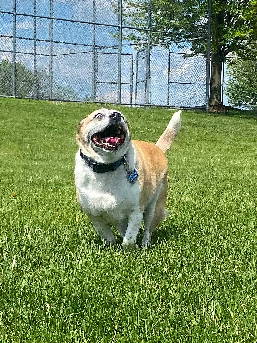 Dory joined the competition — help win amazing prizes! ball, canidae, carnivore, collar, companion_dog, dog, dog_breed, dog_collar, fawn, fence, grass, lawn, plant, pug, sky, snout, sports_toy, tail, tree, working_animal