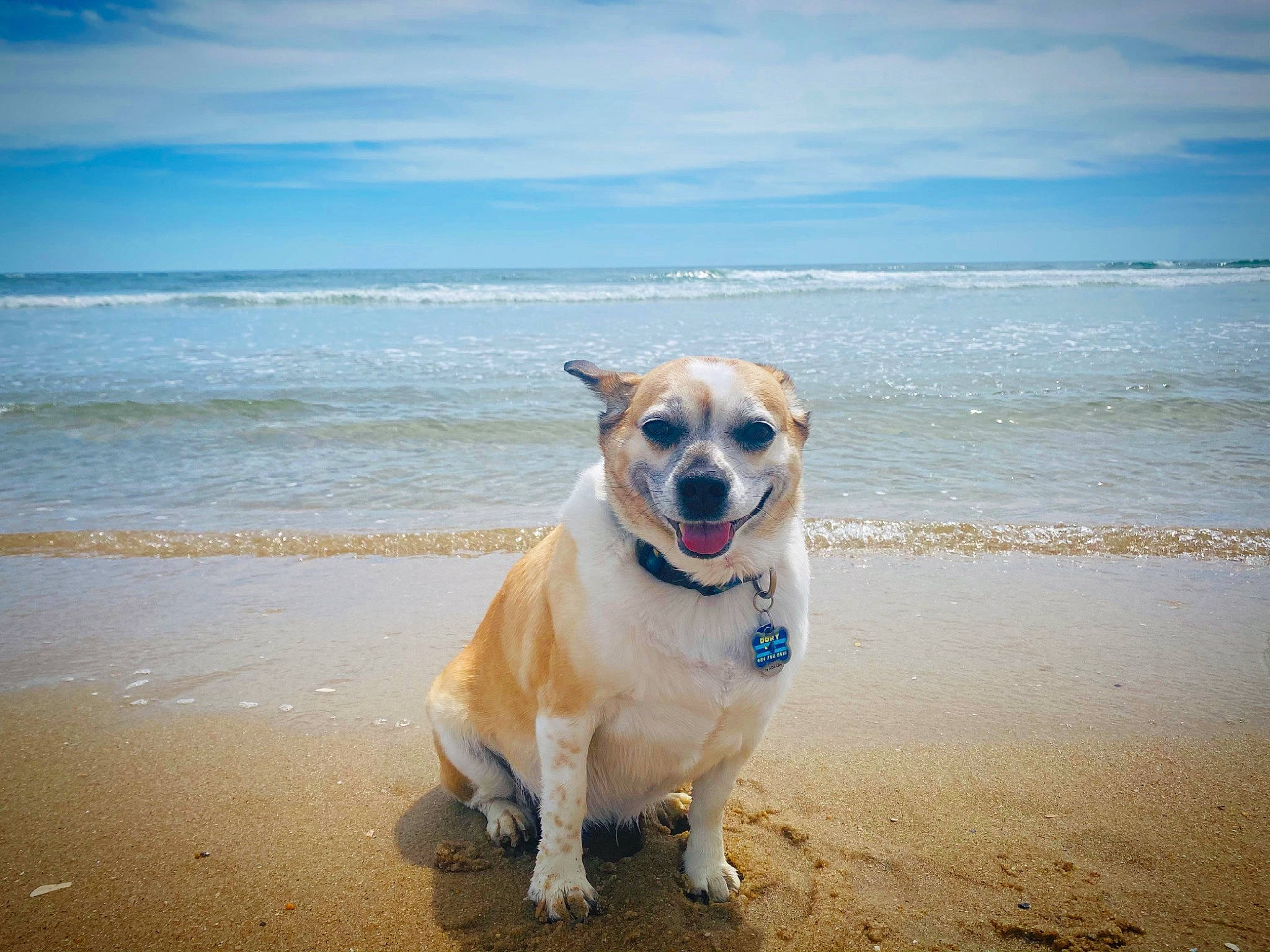 Dory joined the competition — help win amazing prizes! beach, blue, carnivore, cloud, collar, companion_dog, dog, dog_breed, dog_collar, dog_supply, eyewear, fawn, happy, horizon, landscape, pet_supply, sand, sky, snout, water
