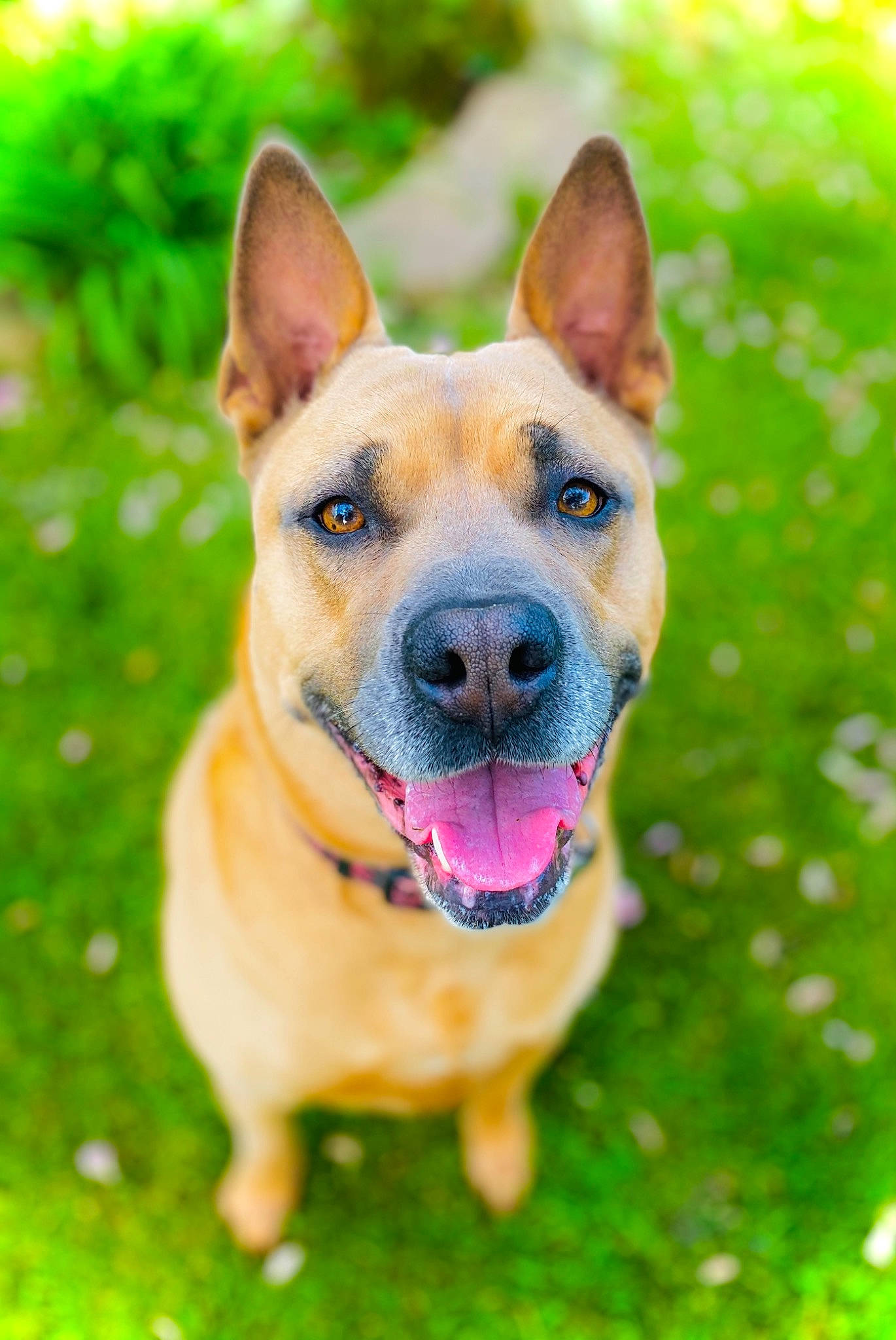 Karma Rae is registered to the contest to win money with this photo: canidae, carnivore, collar, companion_dog, dog, dog_breed, dog_collar, fawn, grass, herding_dog, plant, snout, sporting_group, terrestrial_animal, whiskers, wildlife, working_dog