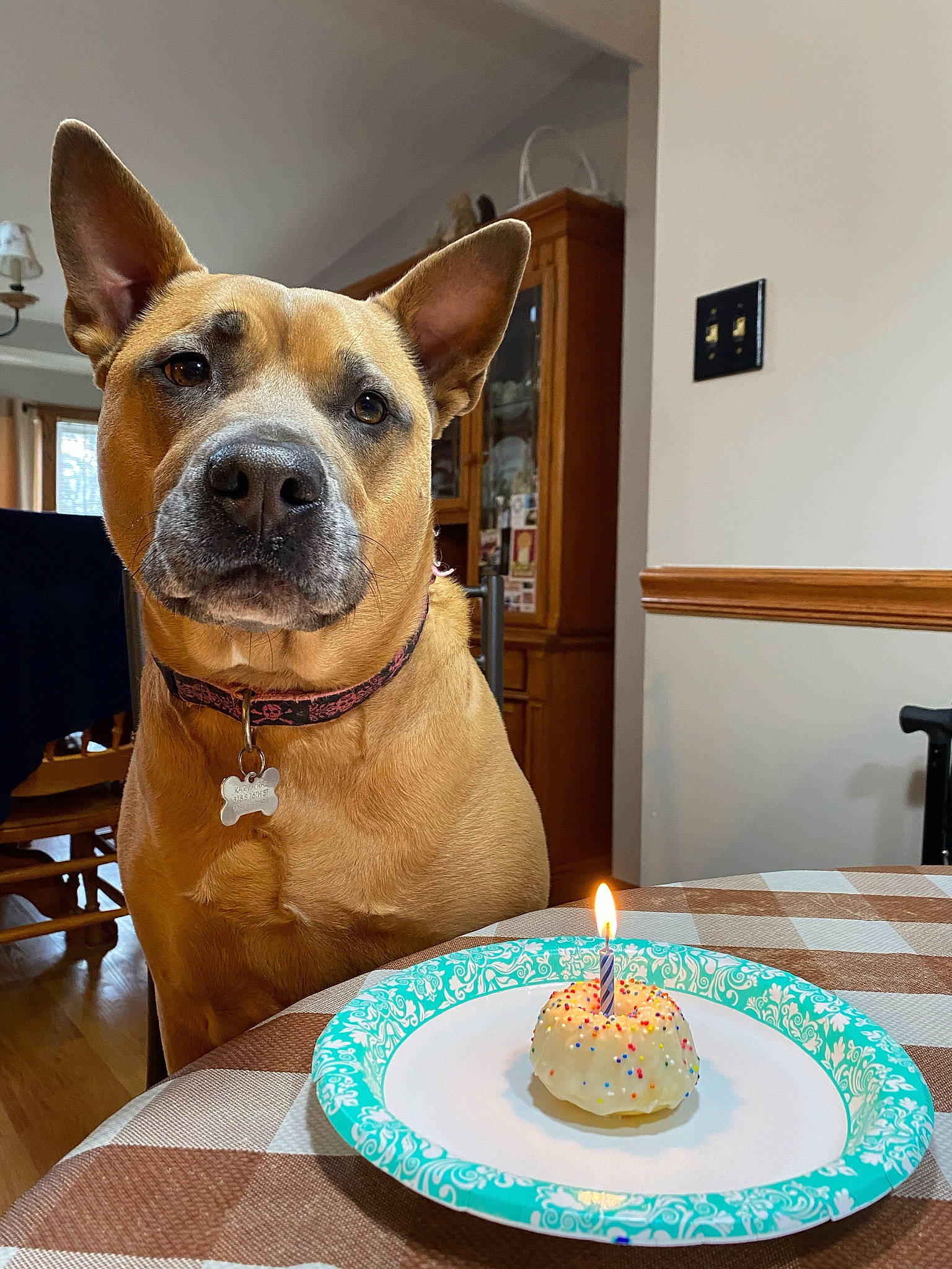 Karma Rae is registered to the contest to win money with this photo: birthday_candle, cake, cake_decorating, cake_decorating_supply, candle, carnivore, chair, collar, companion_dog, dog, dog_breed, fawn, food, picture_frame, plate, snout, sugar_cake, table, tableware, window