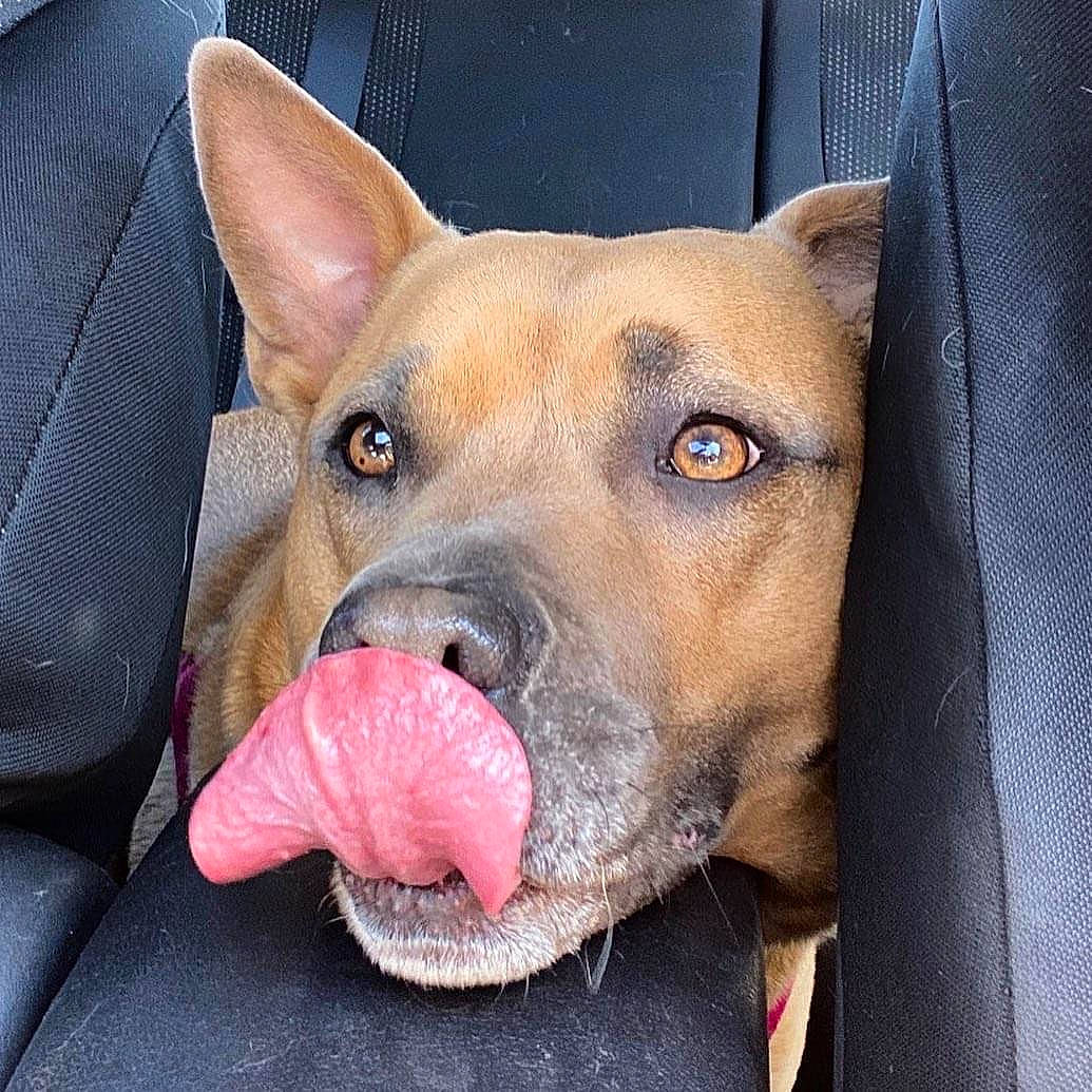 Karma Rae is registered to the contest to win money with this photo: ancient_dog_breeds, carnivore, collar, companion_dog, dog, dog_breed, dog_collar, ear, fawn, fur, guard_dog, jaw, liver, puppy, snout, sporting_group, street_dog, whiskers, working_dog, wrinkle