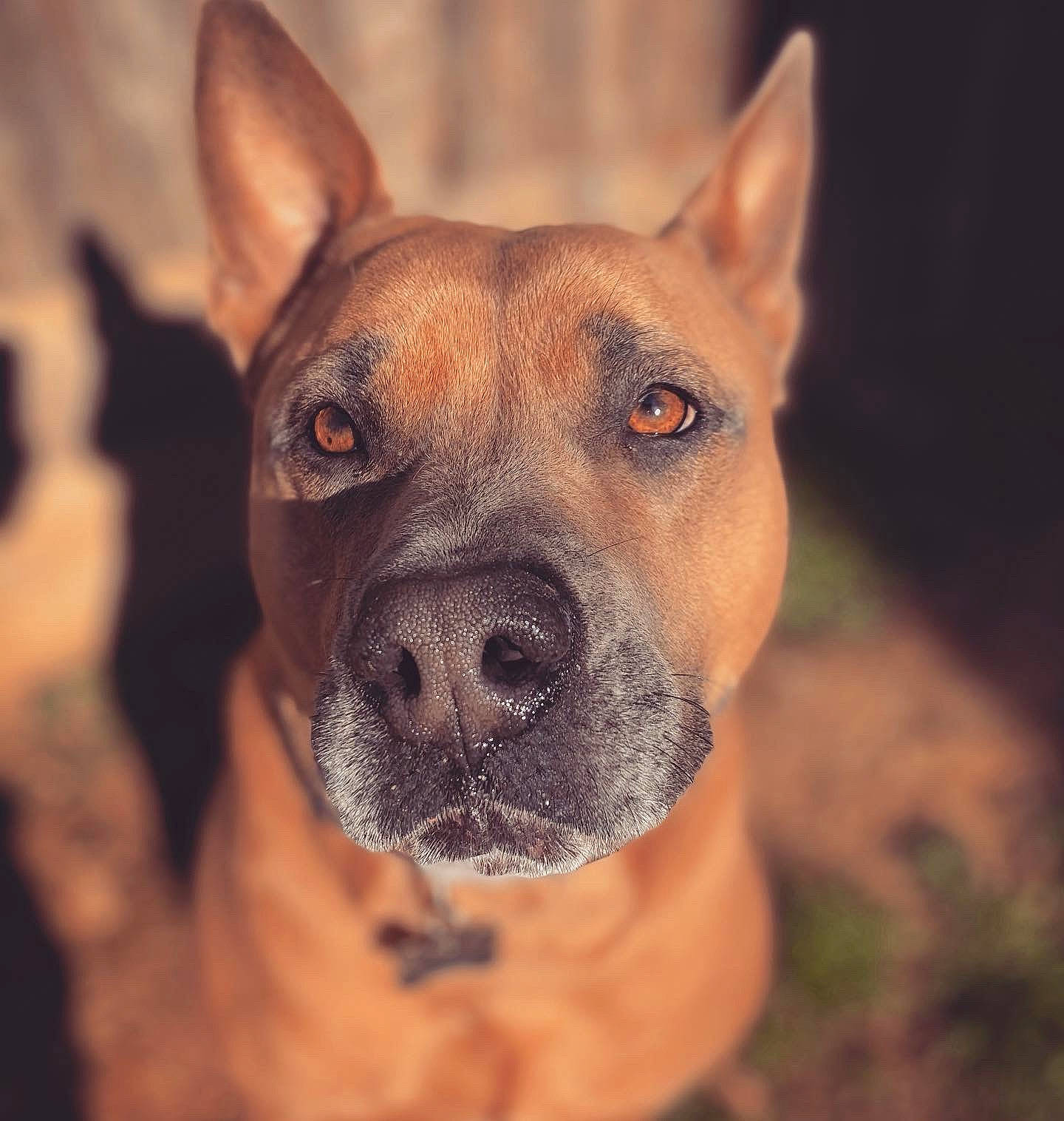 Karma Rae is registered to the contest to win money with this photo: ancient_dog_breeds, canidae, carnivore, collar, companion_dog, dog, dog_breed, dog_collar, ear, fawn, fur, guard_dog, hunting_dog, liver, non_sporting_group, snout, sporting_group, whiskers, working_dog