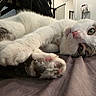 cat, paw, pink_paw_pads, lying_down, white_fur, tabby_fur, green_eye, brown_eye, whiskers, indoor, bed, blanket, relaxed, close_up, pet, animal, mammal, cute, feline, household