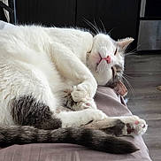 Leo is registered to the contest to win money with this photo: cat, sleeping, white_fur, gray_fur, domestic_cat, pet, cozy, resting, paws, whiskers, indoor, feline, relaxed, close_up, fur_texture, home, soft_surface, cute, peaceful, animal