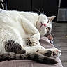 cat, sleeping, white_fur, gray_fur, domestic_cat, pet, cozy, resting, paws, whiskers, indoor, feline, relaxed, close_up, fur_texture, home, soft_surface, cute, peaceful, animal