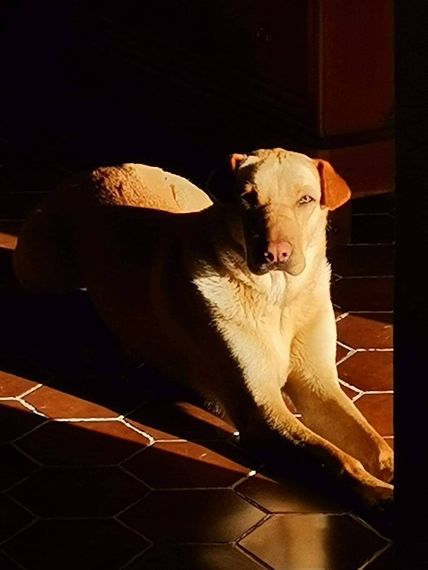 Iwok a rejoint le concours — aidez-le/la à gagner de superbes lots ! art, canidae, carnivore, companion_dog, display_device, dog, dog_breed, fawn, felidae, heat, projection_screen, shadow, small_to_medium_sized_cats, snout, tail, terrestrial_animal, tints_and_shades, visual_arts, whiskers, working_animal