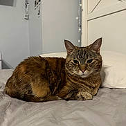 Pansy is registered to the contest to win money with this photo: cat, tabby_cat, bed, pillow, indoor, feline, pet, resting, fur, animal, cozy, sleepy, cute, domestic_animal, whiskers, ears, eyes, tail, comfort, home