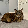 cat, tabby_cat, bed, pillow, indoor, feline, pet, resting, fur, animal, cozy, sleepy, cute, domestic_animal, whiskers, ears, eyes, tail, comfort, home
