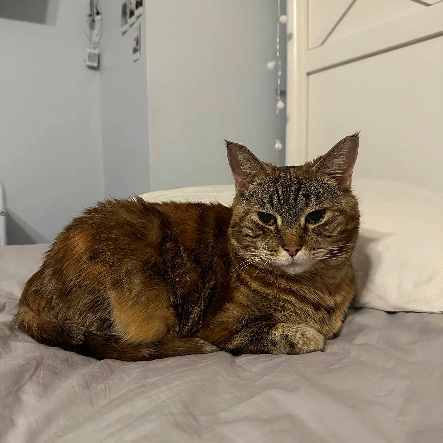 Pansy is registered to the contest to win money with this photo: cat, tabby_cat, bed, pillow, indoor, feline, pet, resting, fur, animal, cozy, sleepy, cute, domestic_animal, whiskers, ears, eyes, tail, comfort, home