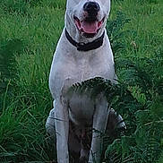 Hellow a rejoint le concours — aidez-le/la à gagner de superbes lots ! dog, white_dog, collar, grass, greenery, ferns, outdoor, nature, animal, pet, happy, tongue_out, sitting, canine, fur, leaf, wildlife, smiling, daylight, portrait