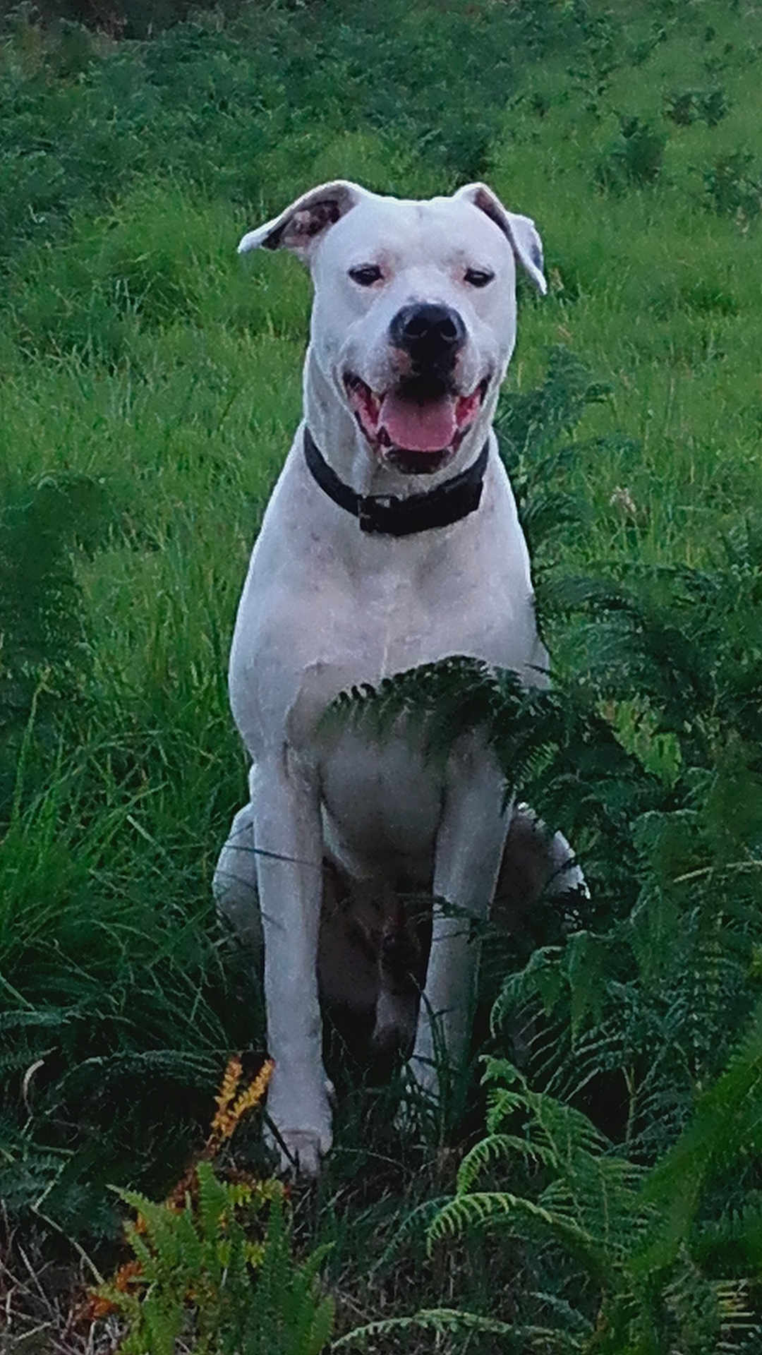 Hellow a rejoint le concours — aidez-le/la à gagner de superbes lots ! dog, white_dog, collar, grass, greenery, ferns, outdoor, nature, animal, pet, happy, tongue_out, sitting, canine, fur, leaf, wildlife, smiling, daylight, portrait