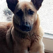 Nala participe au concours pour gagner de l'argent avec cette photo : dog, pet, indoor, large_ears, brown_fur, animal, canine, laying_down, floor, natural_light, window, calm, relaxed, portrait, domestic, companion, mammal, looking_at_camera, shadow, quiet
