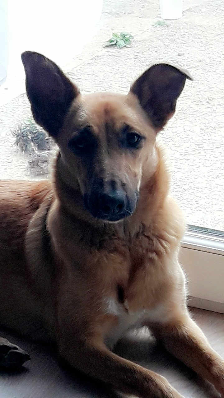 Nala participe au concours pour gagner de l'argent avec cette photo : dog, pet, indoor, large_ears, brown_fur, animal, canine, laying_down, floor, natural_light, window, calm, relaxed, portrait, domestic, companion, mammal, looking_at_camera, shadow, quiet