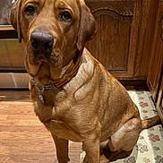 Nitro Whiskey joined the competition — help win amazing prizes! dog, brown_dog, pet, indoors, kitchen, wooden_floor, wooden_cabinets, stainless_steel_oven, collar, mat, paw_prints, sitting, looking_up, animal, canine, fur, domestic_animal, companion, alert, cute