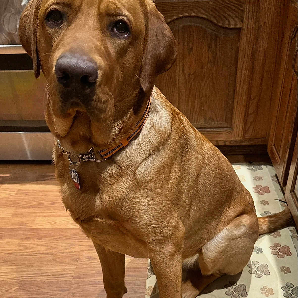 Nitro Whiskey joined the competition — help win amazing prizes! alert, animal, brown_dog, canine, collar, companion, cute, dog, domestic_animal, fur, indoors, kitchen, looking_up, mat, paw_prints, pet, sitting, stainless_steel_oven, wooden_cabinets, wooden_floor