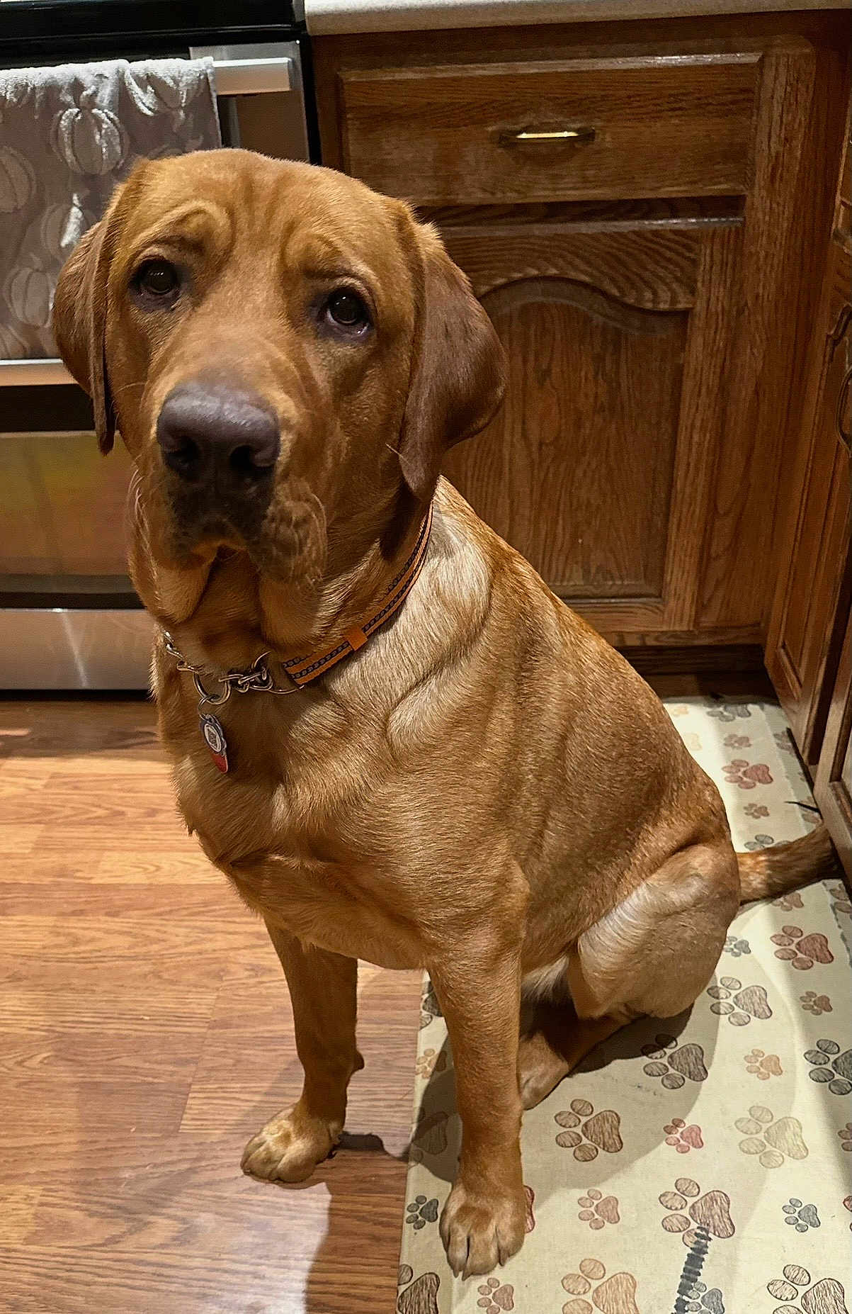 Nitro Whiskey joined the competition — help win amazing prizes! dog, brown_dog, pet, indoors, kitchen, wooden_floor, wooden_cabinets, stainless_steel_oven, collar, mat, paw_prints, sitting, looking_up, animal, canine, fur, domestic_animal, companion, alert, cute