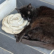 Choupette a rejoint le concours — aidez-le/la à gagner de superbes lots ! black_cat, sleeping_cat, cat, pet, animal, stone_rose, decoration, stairs, tile_floor, outdoor, resting, feline, fur, quiet, peaceful, relaxation, nature, closeup, daylight, still_life