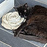 black_cat, sleeping_cat, cat, pet, animal, stone_rose, decoration, stairs, tile_floor, outdoor, resting, feline, fur, quiet, peaceful, relaxation, nature, closeup, daylight, still_life