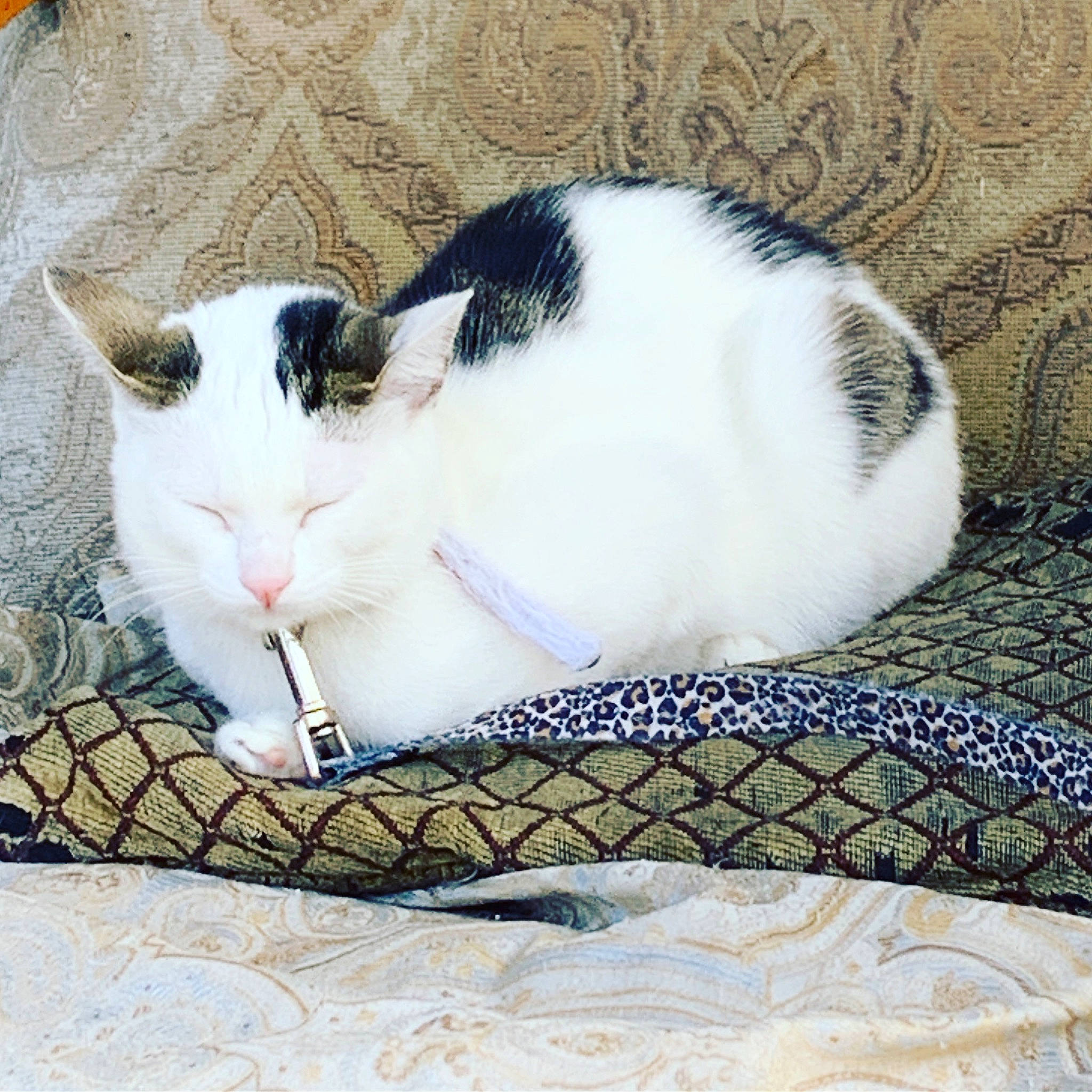 Dora joined the competition — help win amazing prizes! carnivore, cat, comfort, domestic_short_haired_cat, felidae, fur, linens, nap, pattern, paw, pet_supply, small_to_medium_sized_cats, tail, terrestrial_animal, textile, whiskers